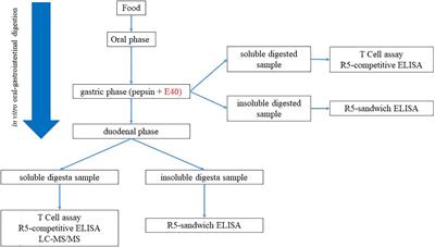 E40 glutenase detoxification capabilities of residual gluten immunogenic peptides in in vitro gastrointestinal digesta of food matrices made of soft and durum wheat
